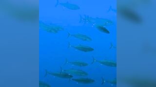 Elphinstone reef у Marsa Alam / Марса Алам. Морская рыбалка и тунцы рядом