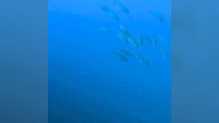 Elphinstone reef у Marsa Alam / Марса Алам. Морская рыбалка и тунцы рядом