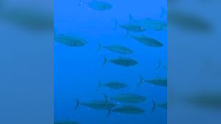 Elphinstone reef у Marsa Alam / Марса Алам. Морская рыбалка и тунцы рядом