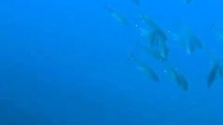 Elphinstone reef у Marsa Alam / Марса Алам. Морская рыбалка и тунцы рядом