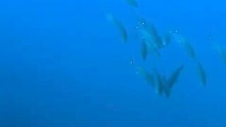 Elphinstone reef у Marsa Alam / Марса Алам. Морская рыбалка и тунцы рядом