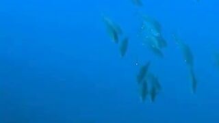 Elphinstone reef у Marsa Alam / Марса Алам. Морская рыбалка и тунцы рядом