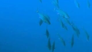 Elphinstone reef у Marsa Alam / Марса Алам. Морская рыбалка и тунцы рядом