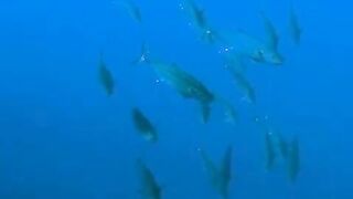 Elphinstone reef у Marsa Alam / Марса Алам. Морская рыбалка и тунцы рядом