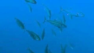 Elphinstone reef у Marsa Alam / Марса Алам. Морская рыбалка и тунцы рядом