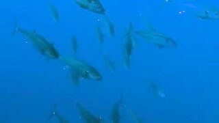 Elphinstone reef у Marsa Alam / Марса Алам. Морская рыбалка и тунцы рядом