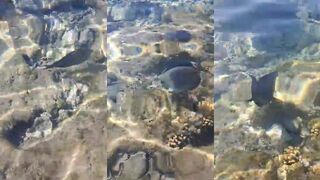 Sohal surgeonfish в Marsa Alam / Марса Алам. Морская рыбалка и яркий хирург