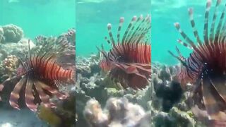 Amazing fish в Marsa Alam что это за рыба и где ее увидеть