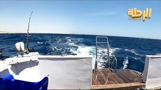 Marsa Alam: морская рыбалка в مرسي علم готовим наживку перед выходом