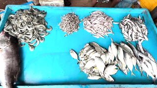 Рыбацкий рынок в деревне Шри-Ланки: свежий улов, море ароматов и истории рыбаков