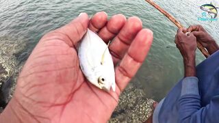 Морская рыбалка в Шри-Ланке с бамбуковой удочкой, трофейная рыба и старая школа