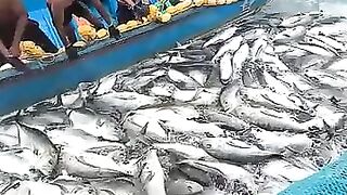 Рыбалка в Шри-Ланке совсем другая: индийский океан, волны и сильная прибрежная рыба