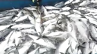 Рыбалка в Шри-Ланке совсем другая: индийский океан, волны и сильная прибрежная рыба