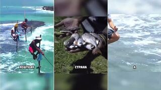 Шри-Ланка: почему там рыбачат на ходулях и что это дает по улову