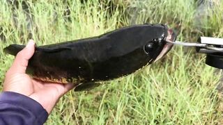 Snake Head Fishing Sri Lanka где искать змееголова и какую приманку он ест