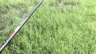 Snake Head Fishing Sri Lanka где искать змееголова и какую приманку он ест