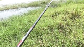 Snake Head Fishing Sri Lanka где искать змееголова и какую приманку он ест