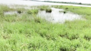 Snake Head Fishing Sri Lanka где искать змееголова и какую приманку он ест