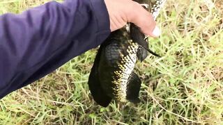 Snake Head Fishing Sri Lanka где искать змееголова и какую приманку он ест