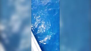 Bluefin tuna hunting далеко в океане как они ловят рыбу которая приносит доллары