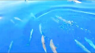 Bluefin tuna hunting далеко в океане как они ловят рыбу которая приносит доллары