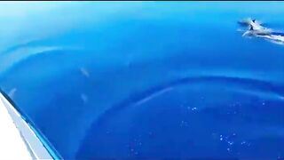 Bluefin tuna hunting далеко в океане как они ловят рыбу которая приносит доллары