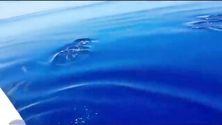 Bluefin tuna hunting далеко в океане как они ловят рыбу которая приносит доллары