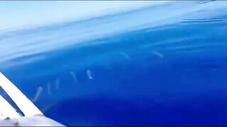 Bluefin tuna hunting далеко в океане как они ловят рыбу которая приносит доллары