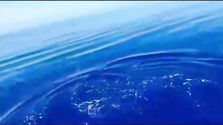 Bluefin tuna hunting далеко в океане как они ловят рыбу которая приносит доллары