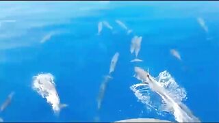 Bluefin tuna hunting далеко в океане как они ловят рыбу которая приносит доллары