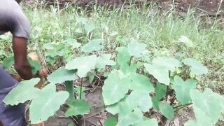 Sri Lanka: cast net fishing и как местные ловят сетью без спиннинга