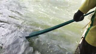 වීසි දැල්ලෙන් මාලු ඇල්ලිම как ловят бросковой сетью и что попадается чаще