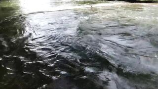 වීසි දැල්ලෙන් මාලු ඇල්ලිම как ловят бросковой сетью и что попадается чаще