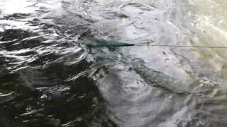 වීසි දැල්ලෙන් මාලු ඇල්ලිම как ловят бросковой сетью и что попадается чаще