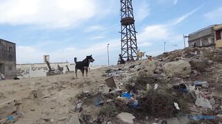 The Fishing Village Of El Max в Alexandria, Egypt как там живут и что продают утром