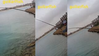 Ray shark или Guitarfish - что за рыба и опасна ли она у берега