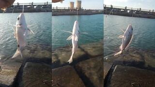 شراغيش القلعة: живой برغوت как наживка и почему так ловят