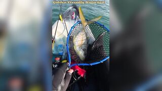 Golden Trevally на каяке в Doha Qatar как не слить рыбу у борта