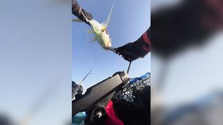 Golden Trevally на каяке в Doha Qatar как не слить рыбу у борта
