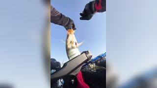 Golden Trevally на каяке в Doha Qatar как не слить рыбу у борта