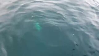 Trevally в Doha на донку - морская рыбалка на глубине без лишних слов