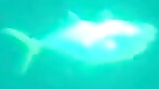 Trevally в Doha на донку - морская рыбалка на глубине без лишних слов