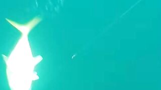 Trevally в Doha на донку - морская рыбалка на глубине без лишних слов