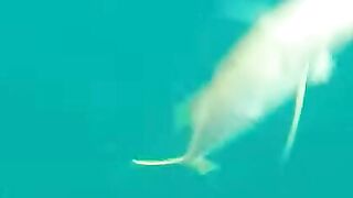 Trevally в Doha на донку - морская рыбалка на глубине без лишних слов