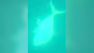 Trevally в Doha на донку - морская рыбалка на глубине без лишних слов