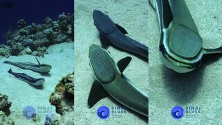 Remora: Ras Ghozlani - кто цепляется к лодке и почему это интересно