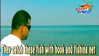 الصيد فى محمية نبق Nabq рядом с Sharm El Sheikh что можно ловить по правилам