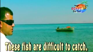 الصيد فى محمية نبق Nabq рядом с Sharm El Sheikh что можно ловить по правилам