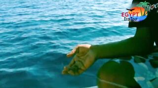 الصيد فى محمية نبق Nabq рядом с Sharm El Sheikh что можно ловить по правилам