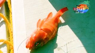 الصيد فى محمية نبق Nabq рядом с Sharm El Sheikh что можно ловить по правилам